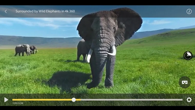 An elephant in a 360-degree landscape playing in GizmoVR Lite